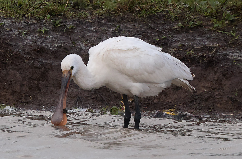 Spoonbill